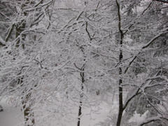 IMG_2137.JPG